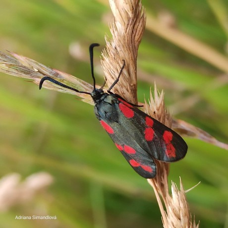 Krása hmyzí říše - Foto Adriana Simandlová 0723 (2)