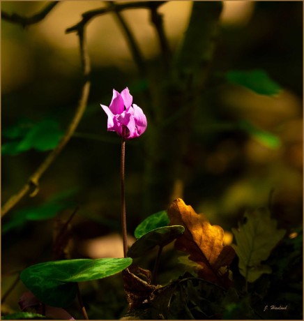 Brambořík - jemná alpská květina z lesů Moravy - Foto Jitka Havlová 0923