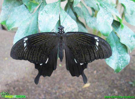 Motýl - Foto Alena Pasovská (3)
