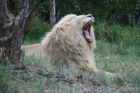 Mezi lvy v Lion Parku - Foto Ladislav Hanousek 1023