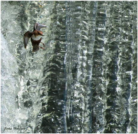 Skorec a voda - Foto Jitka Havlová 1023