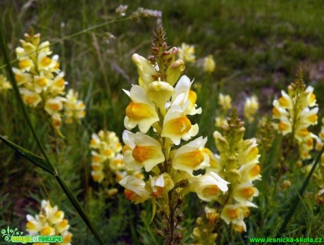 Lnice květel - Linaria vulgaris - Foto Pavel Stančík