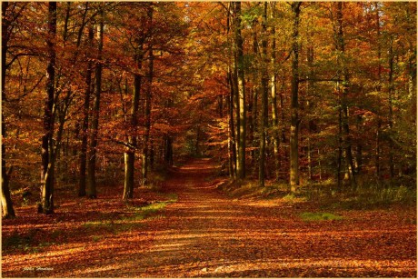 V podzimním lese - Foto Jitka Havlová 1123 (1)