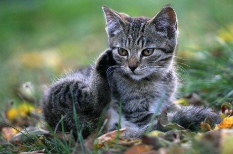 Zatoulané koťátko - Foto Angelika Špicarová 1123