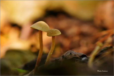Z houbového království - Foto Monika Suržinová 1223 (1)