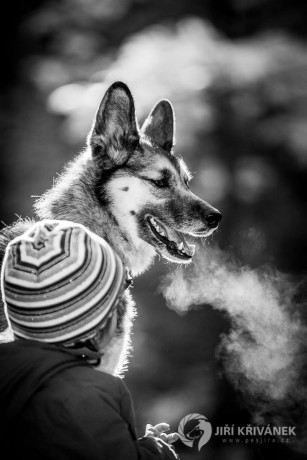 Smoking doggie - Foto Jiří Křivánek 1223