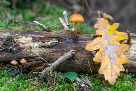 Podzimní les plný hub - Foto Petr Germanič 1123