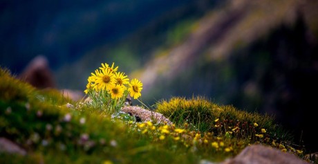 květiny v NP Rocky Mountain - Foto Ladislav Hanousek 0324