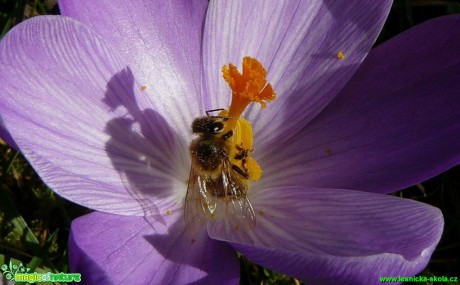 Pilná pylná včela - Včela medonosná - Apis mellifera  - Foto Pavel Stančík