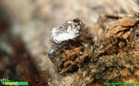 Zlatoočka, larva 5mm - Foto G. Ritschel