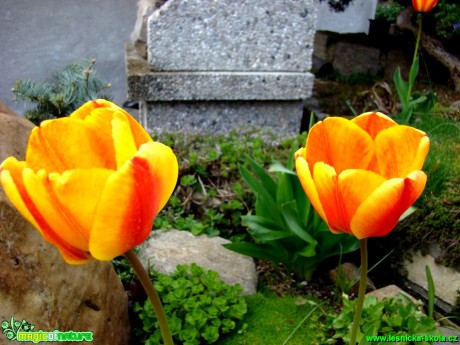 Květy tulipánů - Foto David Hlinka (2)