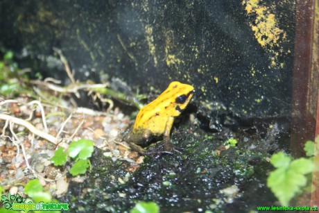 Pralesnička (šípová žába) - Botanická zahrada Teplice - Foto David Hlinka  (1)
