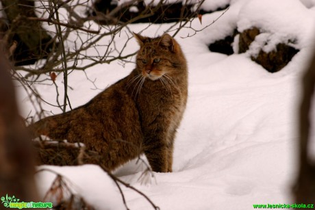Kočka divoká - Felis silvestris - Foto Gerd Ritschel (7)