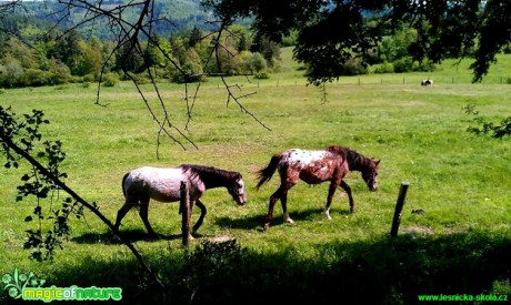 Koně na farmě - Foto Gabriela Richterová (1)