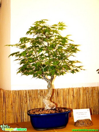 Javor dlanitolistý - Acer palmatum - Foto manželé Pafelovi (1)