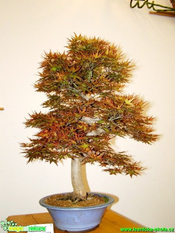 Javor dlanitolistý - Acer palmatum - Foto manželé Pafelovi (2)