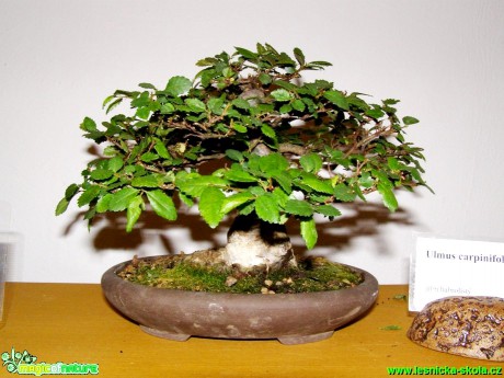 Jilm habrolistý - Ulmus carpinifolia - Foto manželé Pafelovi (2)