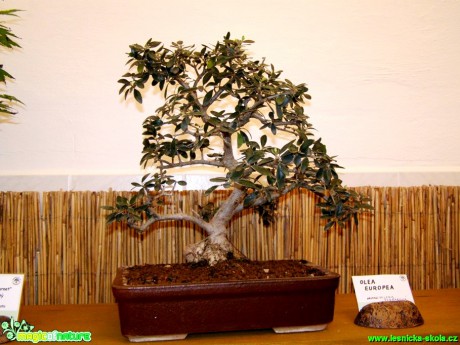 Olivovník evropský - Olea europaea - Foto manželé Pafelovi