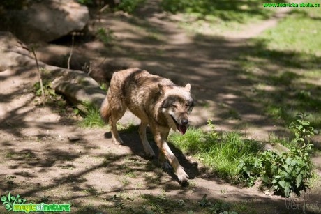 Vlk obecný - Canis lupus - Foto Jiří Křivánek (3)