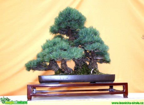 Borovice drobnokvětá - Pinus parviflora - Foto manželé Pafelovi (2)