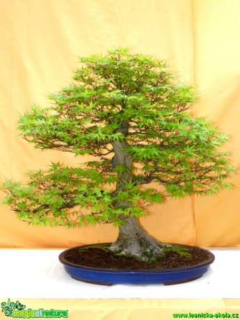 Javor dlanitolistý - Acer palmatum - Foto man. Pafelovi (2)