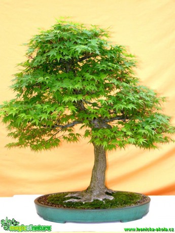 Javor dlanitolistý - Acer palmatum - Foto man. Pafelovi (3)