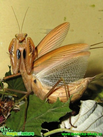 Kudlanka nábožná - Mantis religiosa (1) - Foto Jaroslav Dlouhý