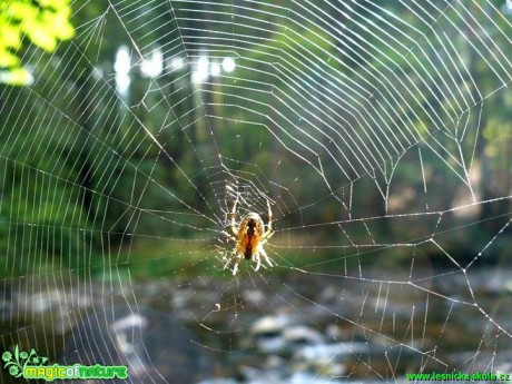 Pavouk plete pavučinu - Foto Radka Mizerová