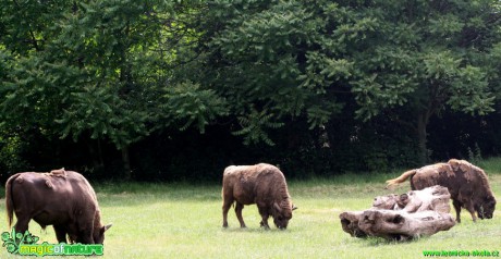 Zubr evropský - Bison bonasus bonasus - Zoo park Chomutov - Foto David Hlinka (2)