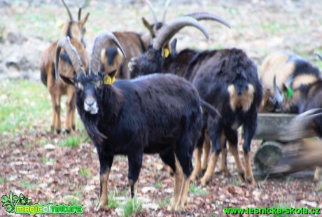 Koza bezoárová - Capra aegagrus (2) - Foto Lukáš Janata