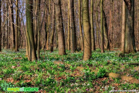 Květena v lese - Foto Jan Valach