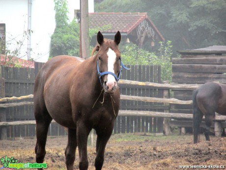 Kůň domácí - Equus caballus - Foto Jiří Rýsler