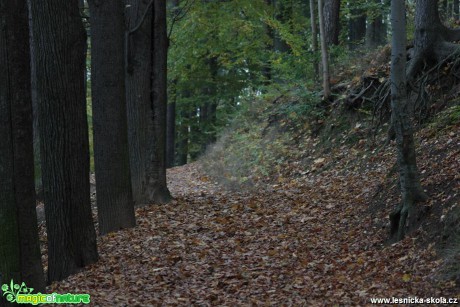 Podzimní lesní cesta - Foto Ladislav Jonák
