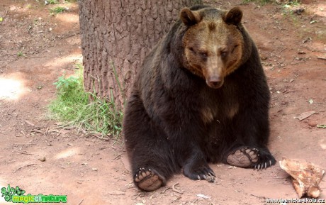 Medvěd hnědý - Ursus arctos - Foto David Hlinka (2)