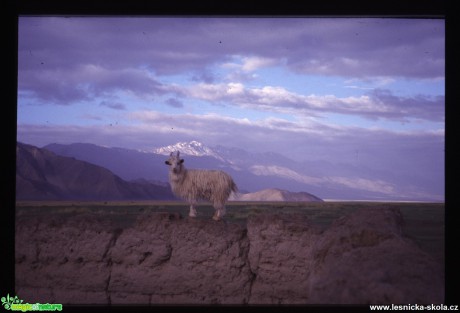 Severní Tibet - Kchun-Lun-Shan - Foto Jaroslav Pávek (5)