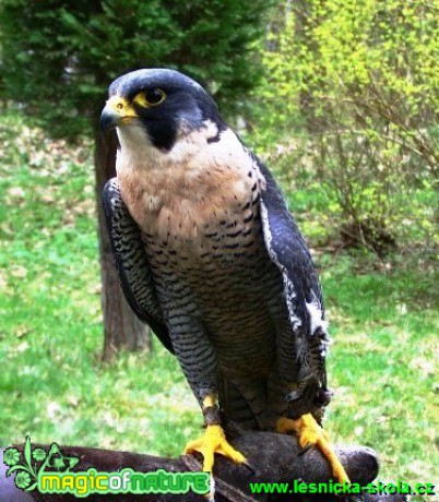 Sokol stěhovavý - Falco peregrinus - Foto David Hlinka