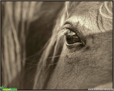 Oko koně - Foto Jana Vondráčková