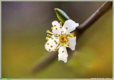 Jarní květ - Foto Jana Vondráčková