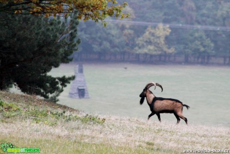 Koza bezoárová - Capra aegagrus - Foto František Novotný (1)
