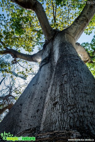 Cotton tree  - Foto Roman Brož