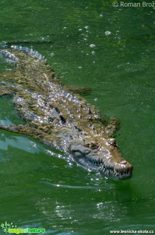 Crocodile z Jamajky  - Foto Roman Brož (2)