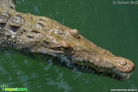 Crocodile z Jamajky  - Foto Roman Brož (3)