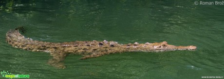 Crocodile z Jamajky  - Foto Roman Brož (4)