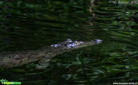 Crocodile z Jamajky  - Foto Roman Brož (5)