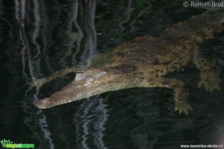 Crocodile z Jamajky  - Foto Roman Brož (6)