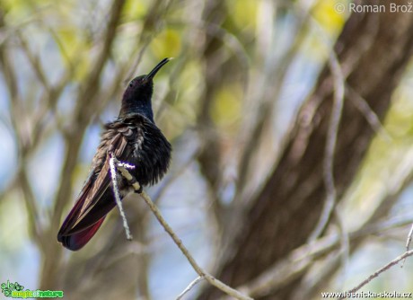 Jamajský kolibřík  - Foto Roman Brož (1)