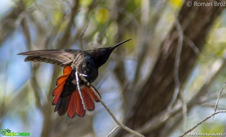 Jamajský kolibřík  - Foto Roman Brož (2)