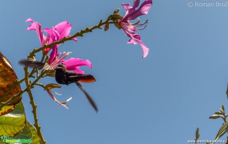 Jamajský kolibřík  - Foto Roman Brož (3)
