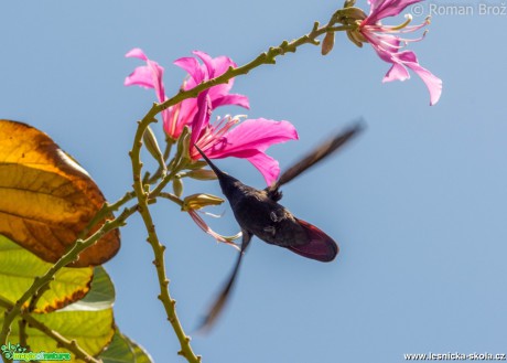 Jamajský kolibřík  - Foto Roman Brož (4)
