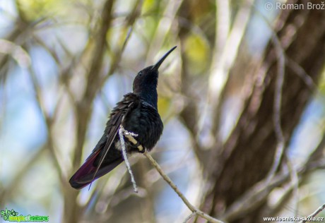 Jamajský kolibřík  - Foto Roman Brož (5)